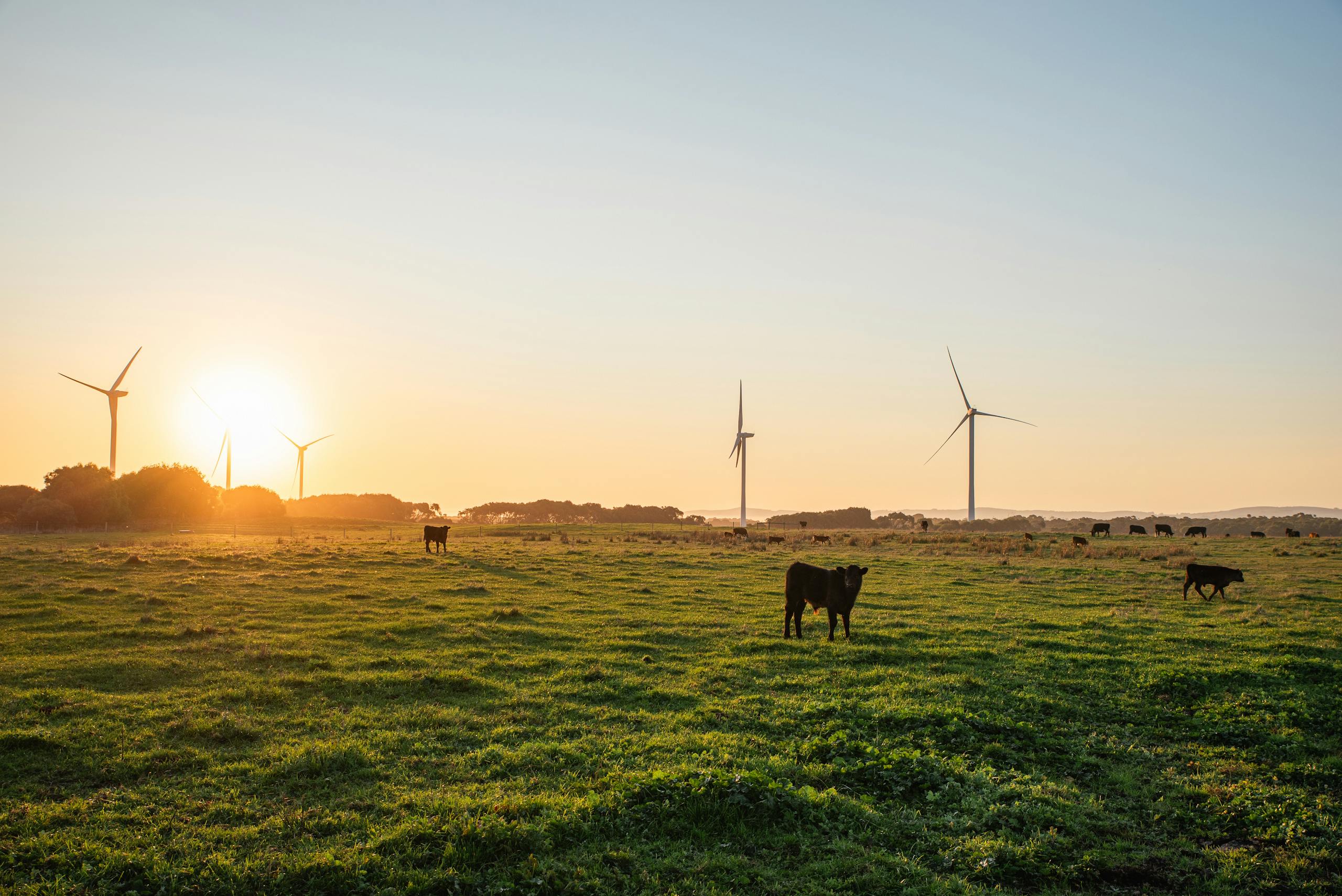 cows grazing in wonthaggi pasture with wind turbines at sunset. 17863792 scaled